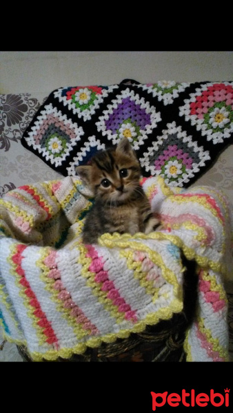 Tekir Kedi, Kedi  Çatı fotoğrafı