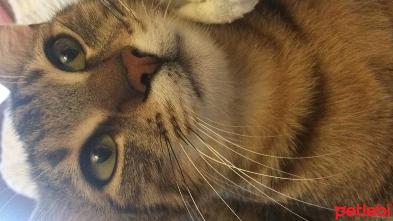 Tekir Kedi, Kedi  Çatı fotoğrafı