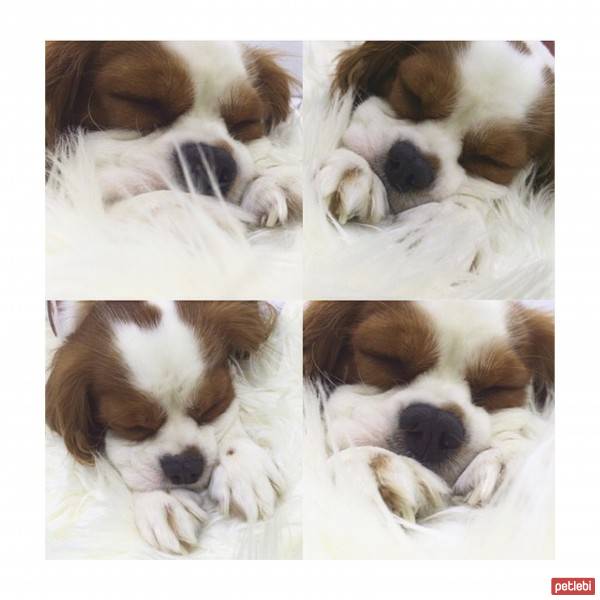 Cavalier King Charles Spanieli, Köpek  Cookie fotoğrafı