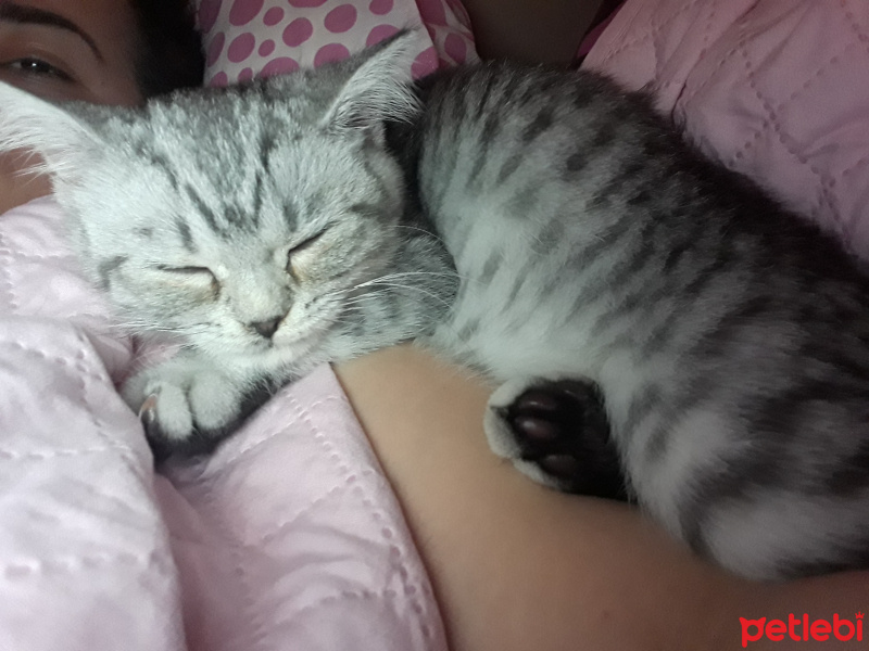 British Shorthair, Kedi  Demir fotoğrafı