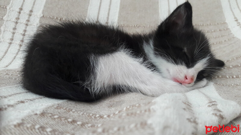 Tuxedo (Smokin) Kedi, Kedi  bade fotoğrafı