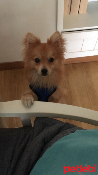 Pomeranyalı, Köpek  Toffie  fotoğrafı