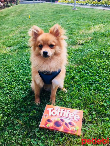 Pomeranyalı, Köpek  Toffie  fotoğrafı