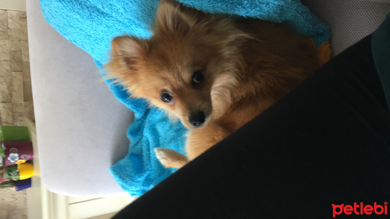 Pomeranyalı, Köpek  Toffie  fotoğrafı