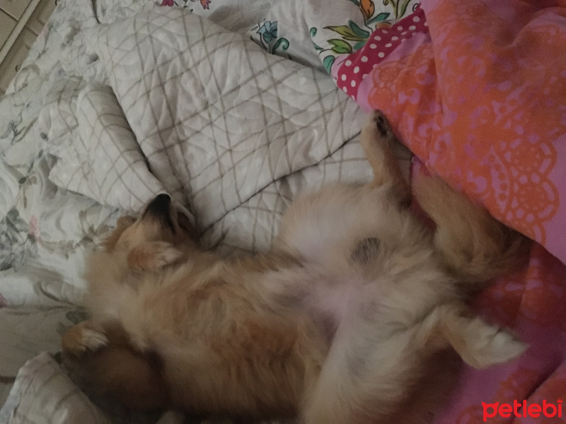 Pomeranyalı, Köpek  Toffie  fotoğrafı