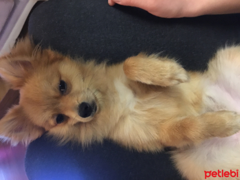 Pomeranyalı, Köpek  Toffie  fotoğrafı