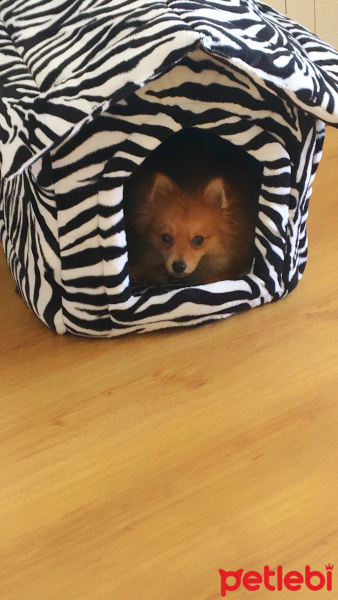 Pomeranyalı, Köpek  Toffie  fotoğrafı