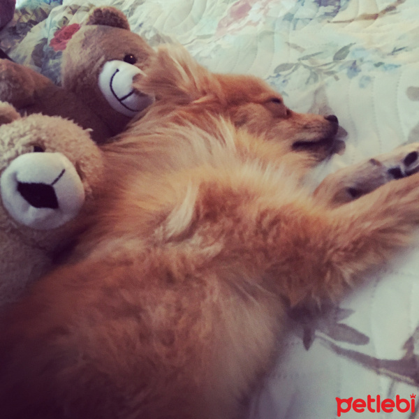 Pomeranyalı, Köpek  Toffie  fotoğrafı