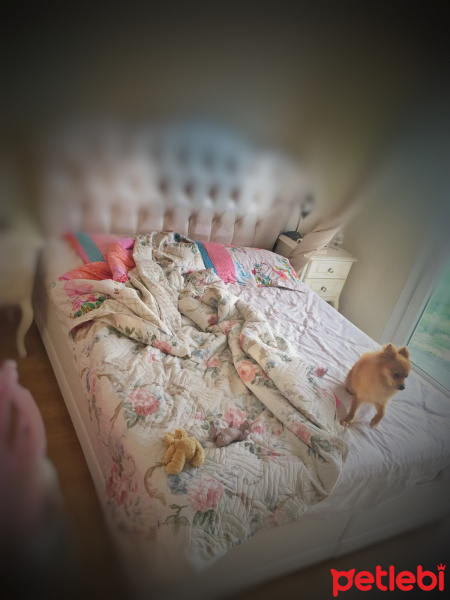 Pomeranyalı, Köpek  Toffie  fotoğrafı