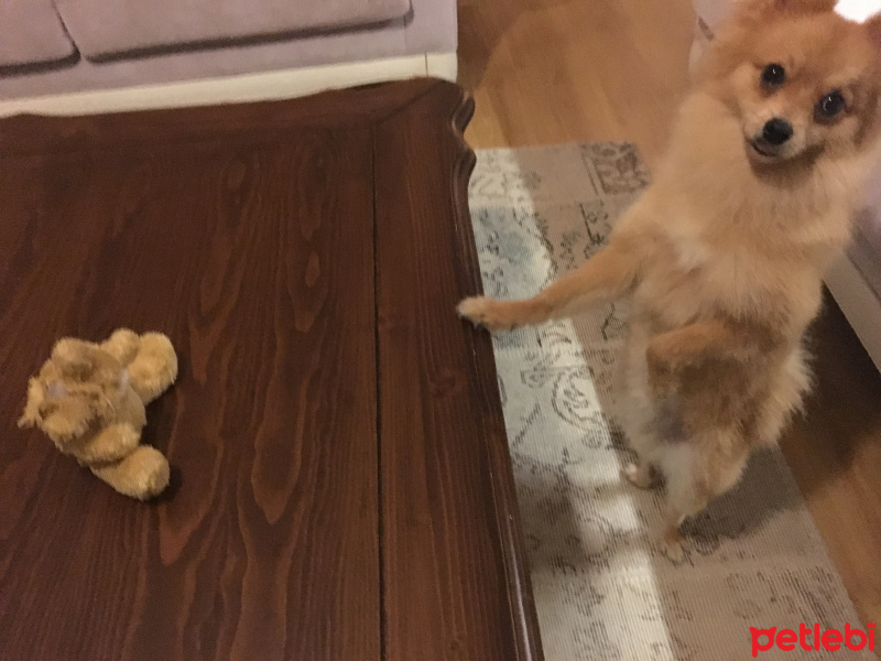 Pomeranyalı, Köpek  Toffie  fotoğrafı