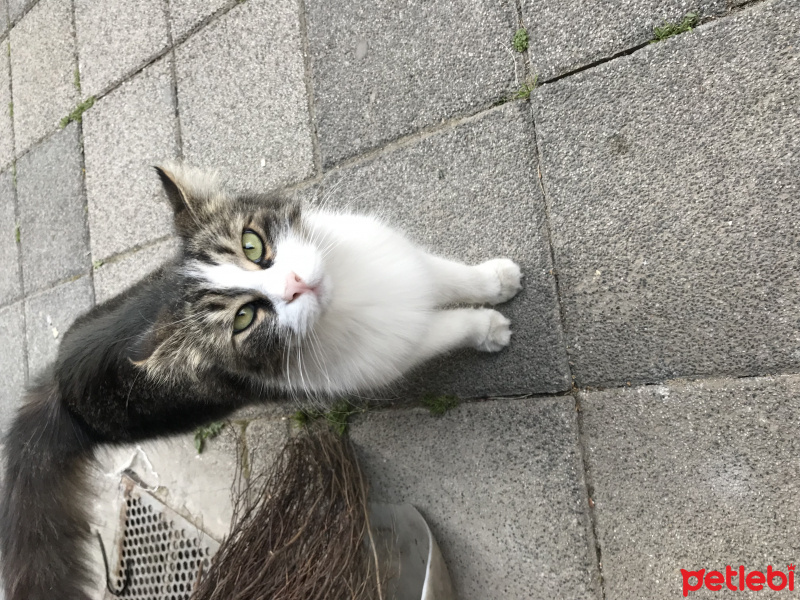 Pixie Bob, Kedi  Lady  fotoğrafı