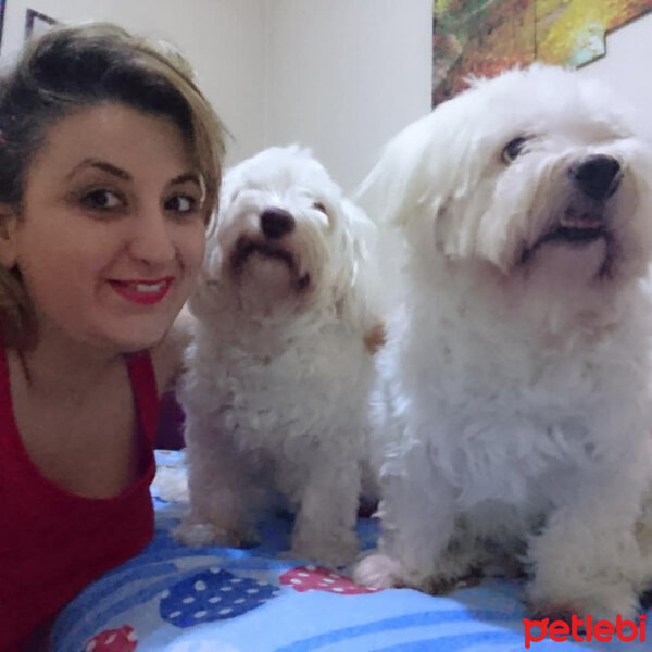 Maltese, Köpek  Lucky  fotoğrafı