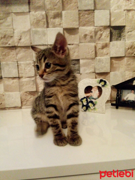 Tekir Kedi, Kedi  Peri fotoğrafı