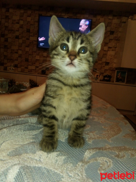 Tekir Kedi, Kedi  Peri fotoğrafı
