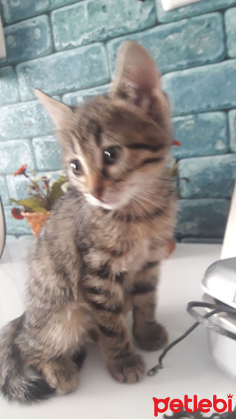 Tekir Kedi, Kedi  Peri fotoğrafı