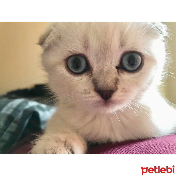 Scottish Fold, Kedi  Luna fotoğrafı