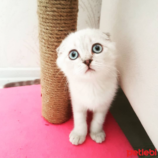 Scottish Fold, Kedi  Luna fotoğrafı