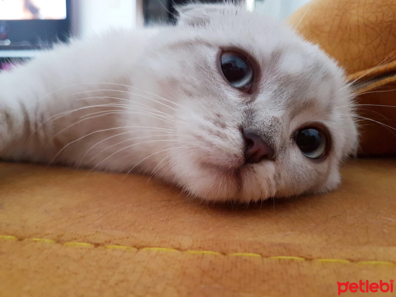 Scottish Fold, Kedi  Luna fotoğrafı