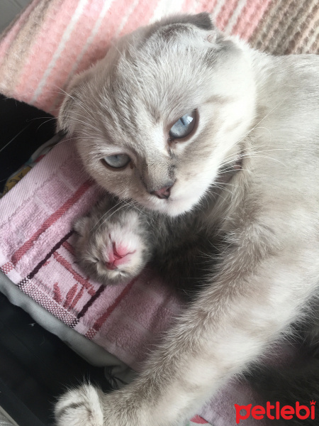 Scottish Fold, Kedi  Luna fotoğrafı