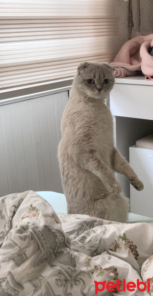 Scottish Fold, Kedi  Luna fotoğrafı
