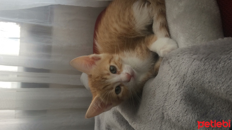 Tekir Kedi, Kedi  Beyaz fotoğrafı