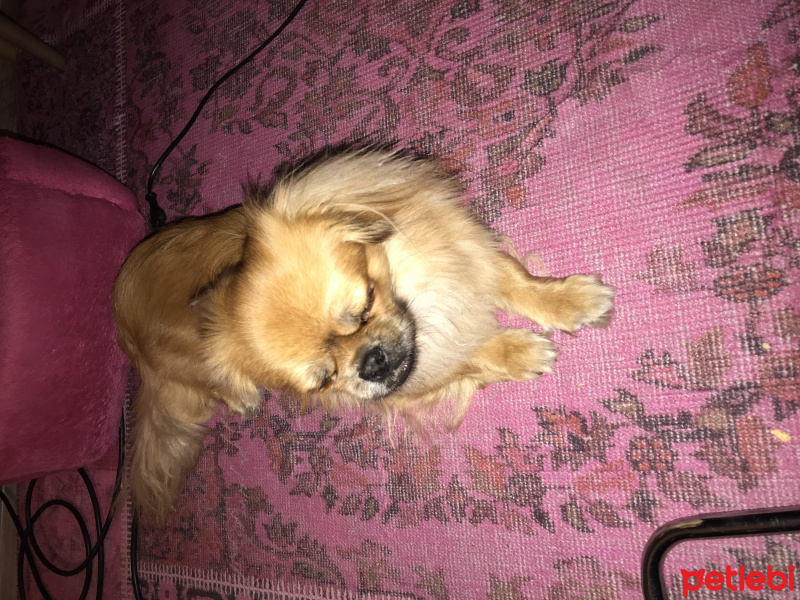 Pekingese, Köpek  Limon fotoğrafı