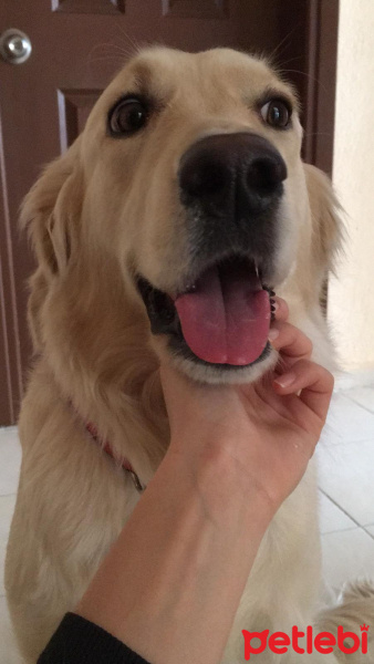 Golden Retriever, Köpek  shila fotoğrafı