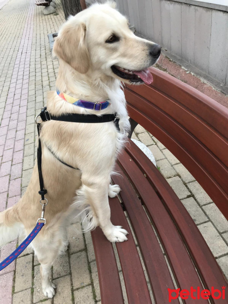 Golden Retriever, Köpek  shila fotoğrafı