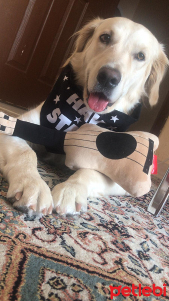 Golden Retriever, Köpek  shila fotoğrafı
