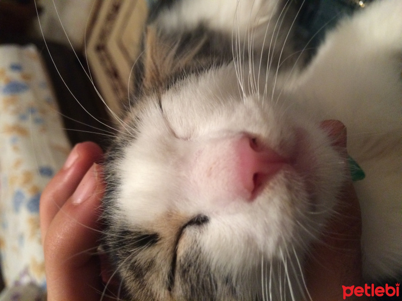 Tekir Kedi, Kedi  Hilmi fotoğrafı