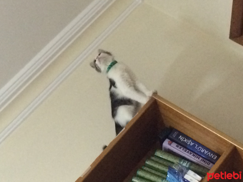 Tekir Kedi, Kedi  Hilmi fotoğrafı