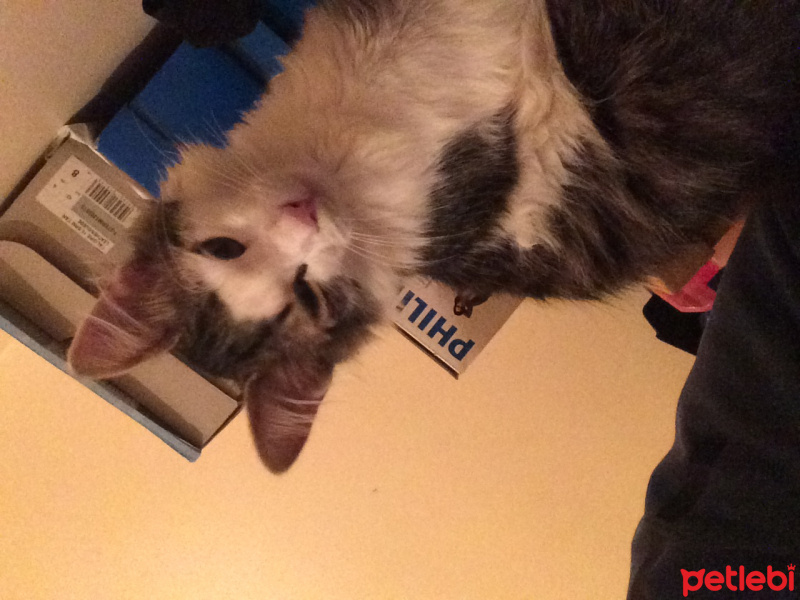 Tekir Kedi, Kedi  Hilmi fotoğrafı