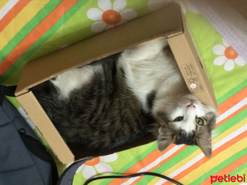 Tekir Kedi, Kedi  Hilmi fotoğrafı