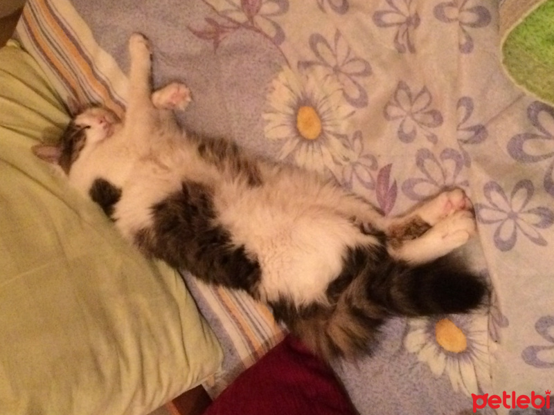 Tekir Kedi, Kedi  Hilmi fotoğrafı
