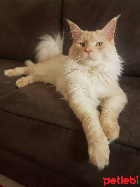 Maine Coon, Kedi  makarna fotoğrafı