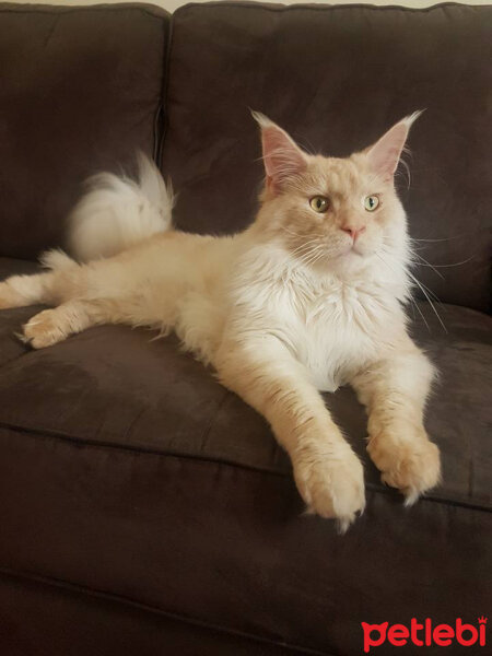 Maine Coon, Kedi  makarna fotoğrafı