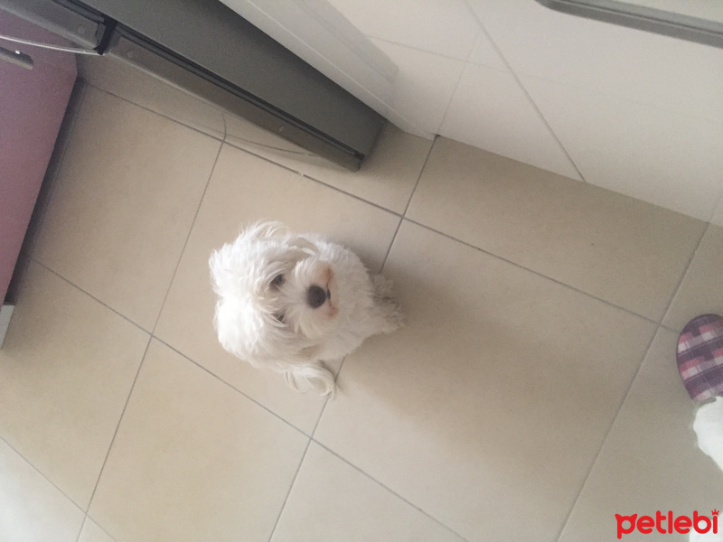 Maltese, Köpek  Maya fotoğrafı