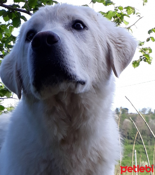 Akbaş, Köpek  ADAM fotoğrafı