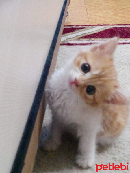 Tekir Kedi, Kedi  Şhila fotoğrafı