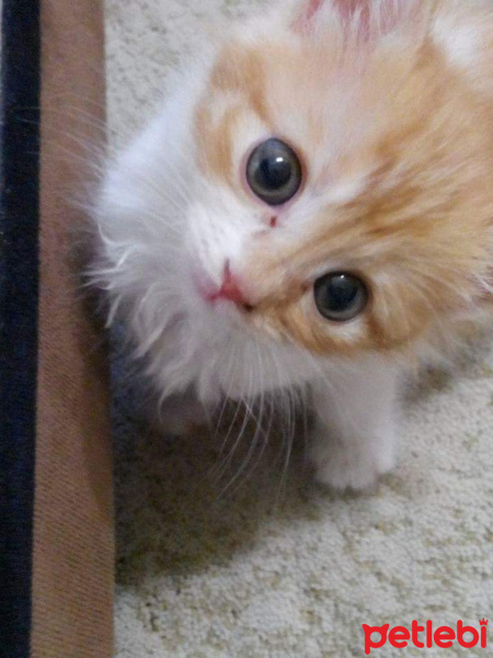 Tekir Kedi, Kedi  Şhila fotoğrafı