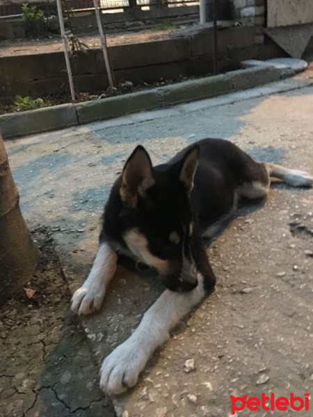 Sibirya Kurdu (Husky), Köpek  Max fotoğrafı