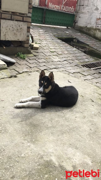 Sibirya Kurdu (Husky), Köpek  Max fotoğrafı