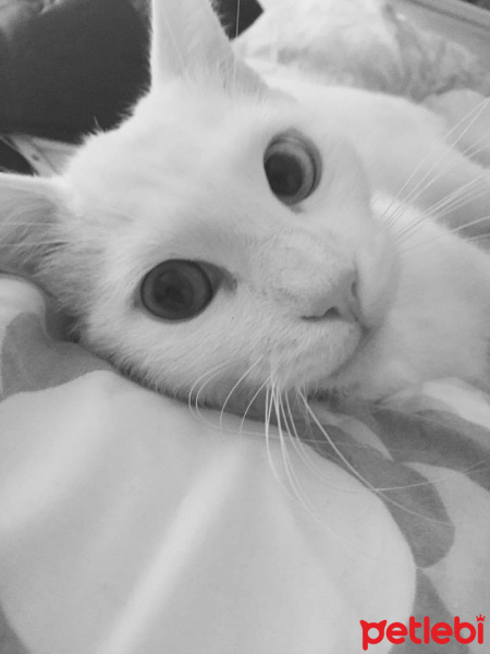 Van Kedisi, Kedi  Leo fotoğrafı