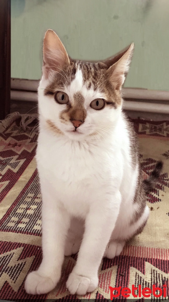 Tekir Kedi, Kedi  Şirin fotoğrafı