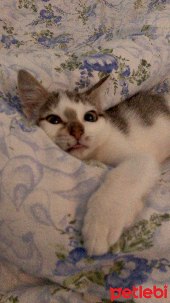 Tekir Kedi, Kedi  Şirin fotoğrafı