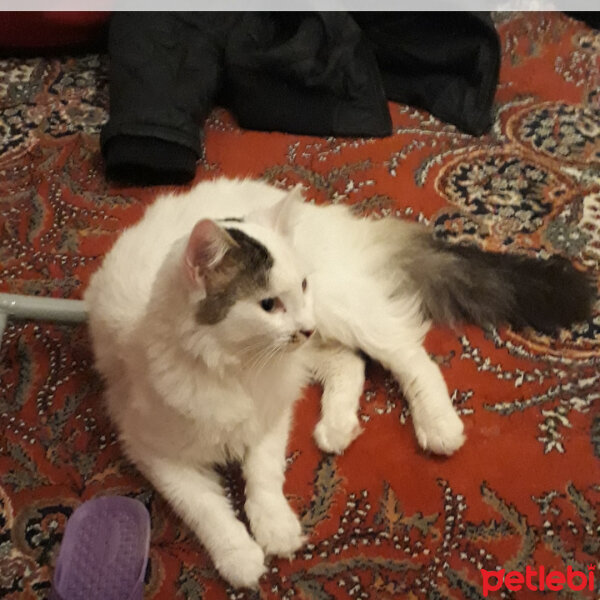 Ankara Kedisi, Kedi  Angora fotoğrafı