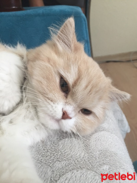 İran Kedisi (Persian), Kedi  Duman fotoğrafı
