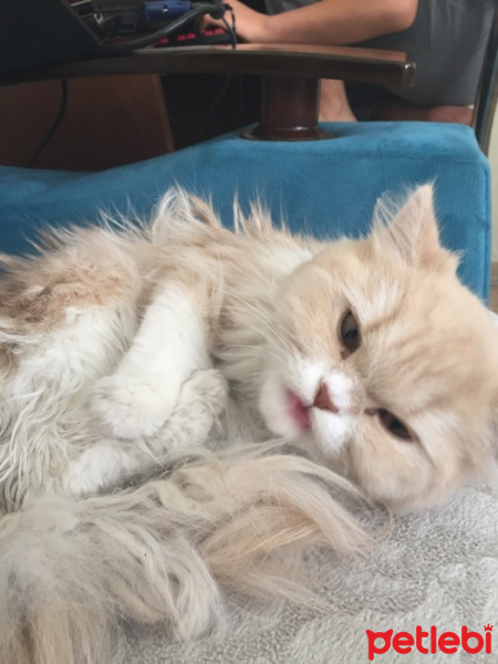 İran Kedisi (Persian), Kedi  Duman fotoğrafı