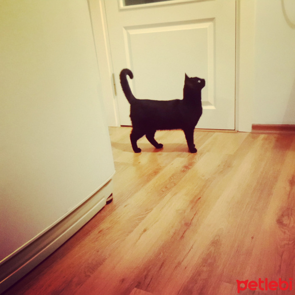 Tekir Kedi, Kedi  Karam  fotoğrafı