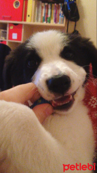 Border Collie, Köpek  Rubby fotoğrafı